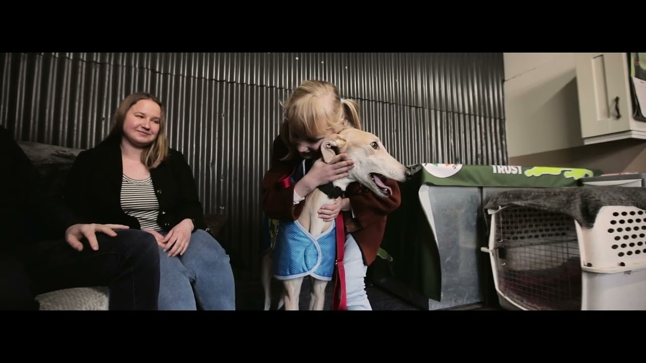 A Visit To The Greyhound Care Centre
