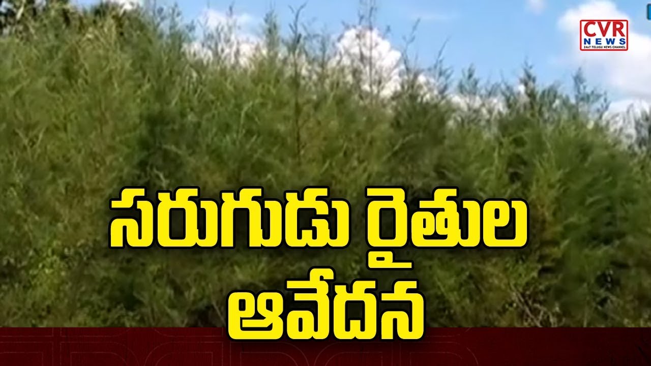 సరుగుడు రైతుల ఆవేదన : Raithe Raju || Visakha Dist | CVR News
