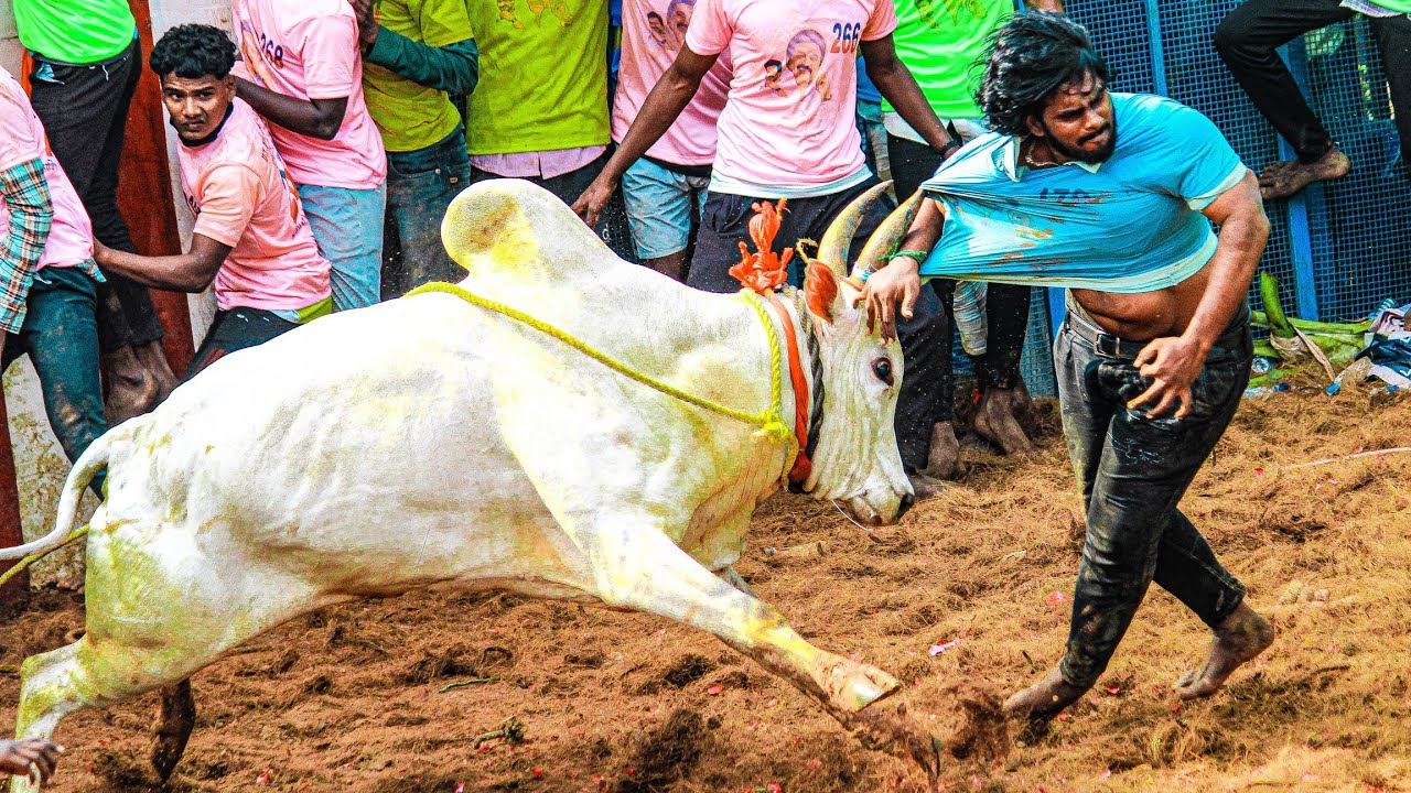 Thachamkurichi Jallikattu 2026 Videos 06 | தச்சங்குறிச்சி ஜல்லிக்கட்டு 2026 Videos 06
