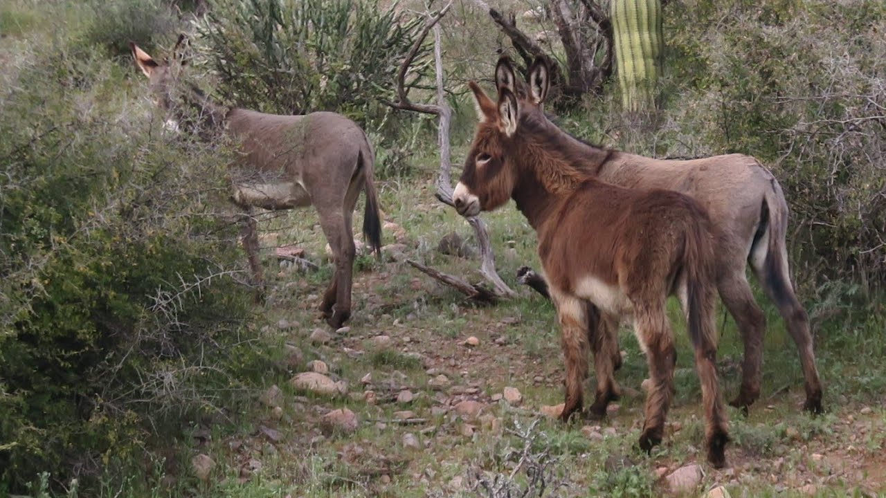 Finding Lots Of Arizona Gold Nuggets In The Bradshaw Mountains