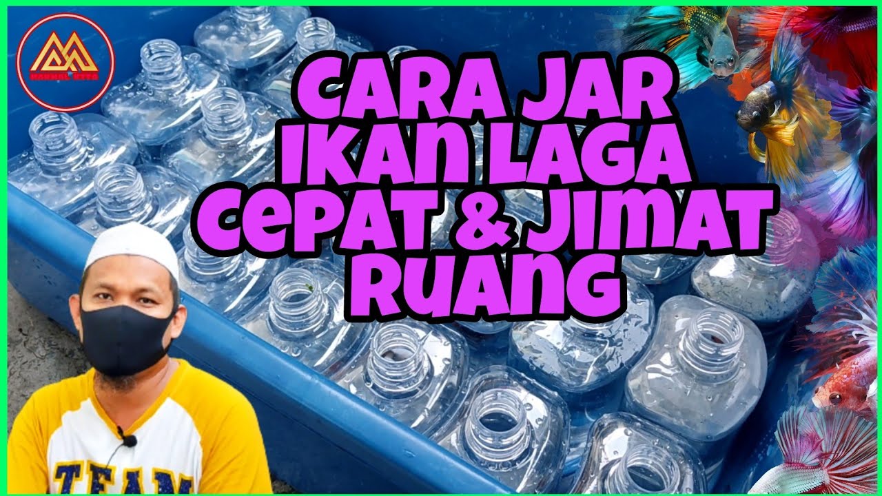 Botol Jar Ikan Laga @ Cupang Jimat Ruang dan Murah