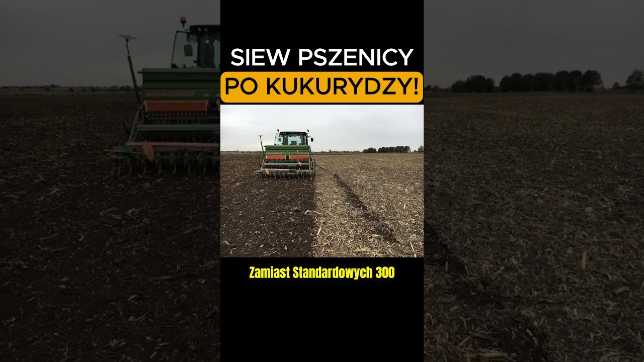 Siew pszenicy po kukurydzy - jakie zagrożenia? #shorts