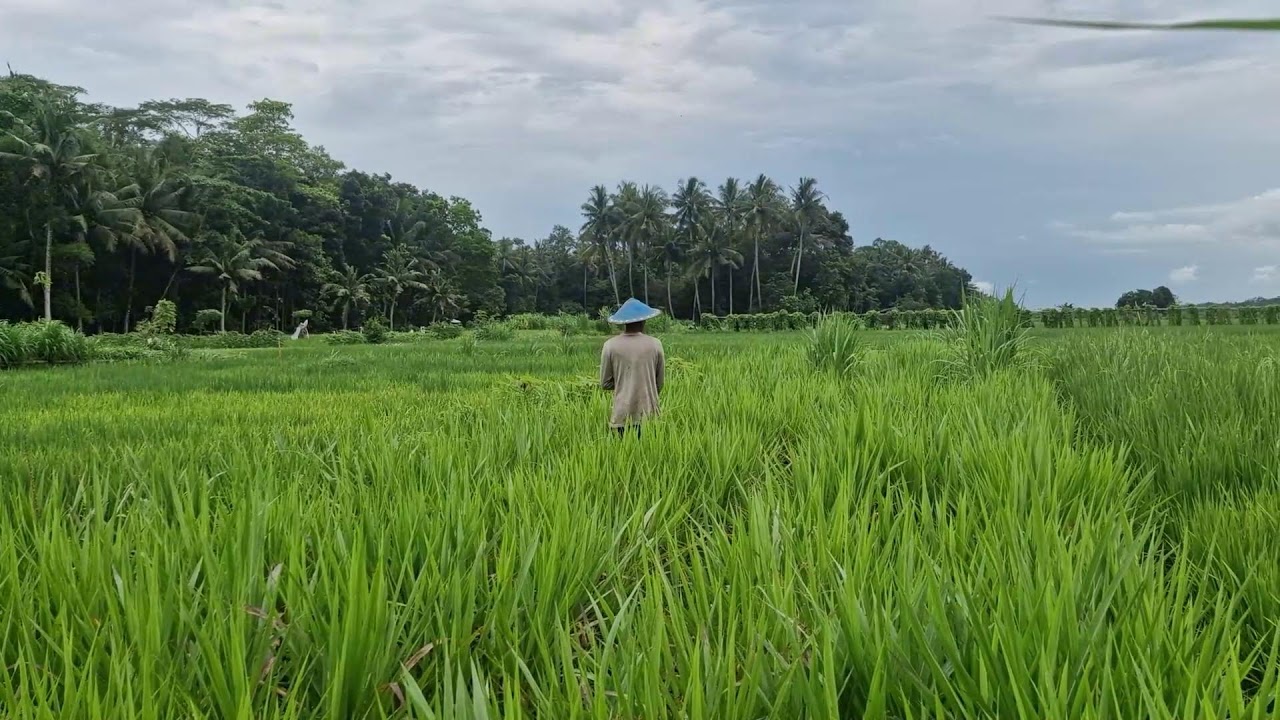 TRADITIONAL FARMING METHODS: MANUAL SPRAYING OF UREA ON ELEPHANT GRASS PLANTS! -Agriculture Farming