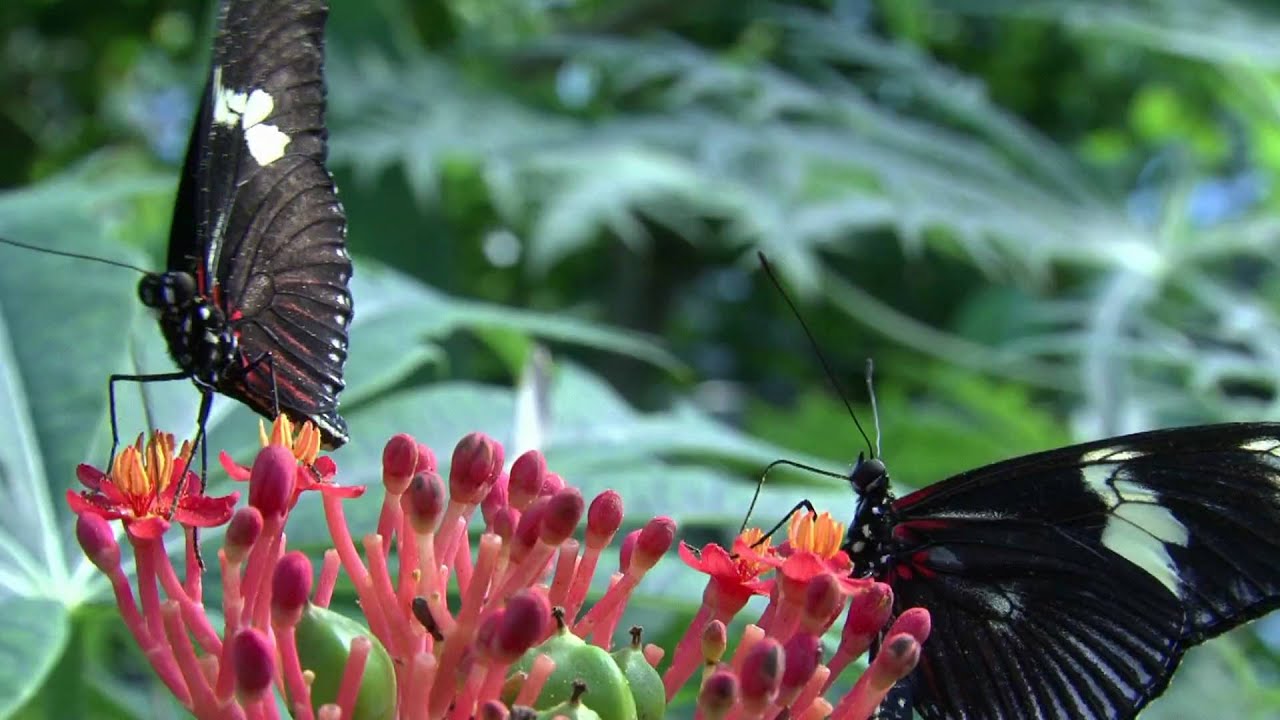 Artis Vlindertuin deel 1 HD 1080P