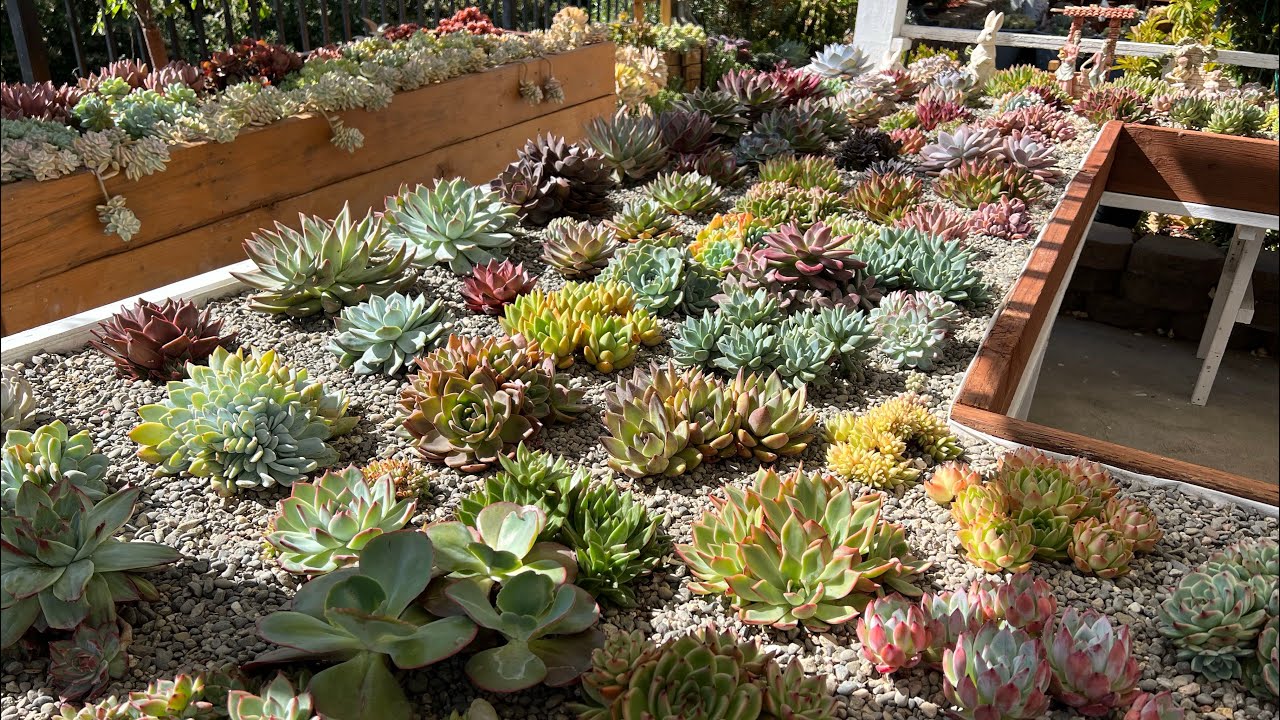Succulentgarden #raresucculents #succulentgarden