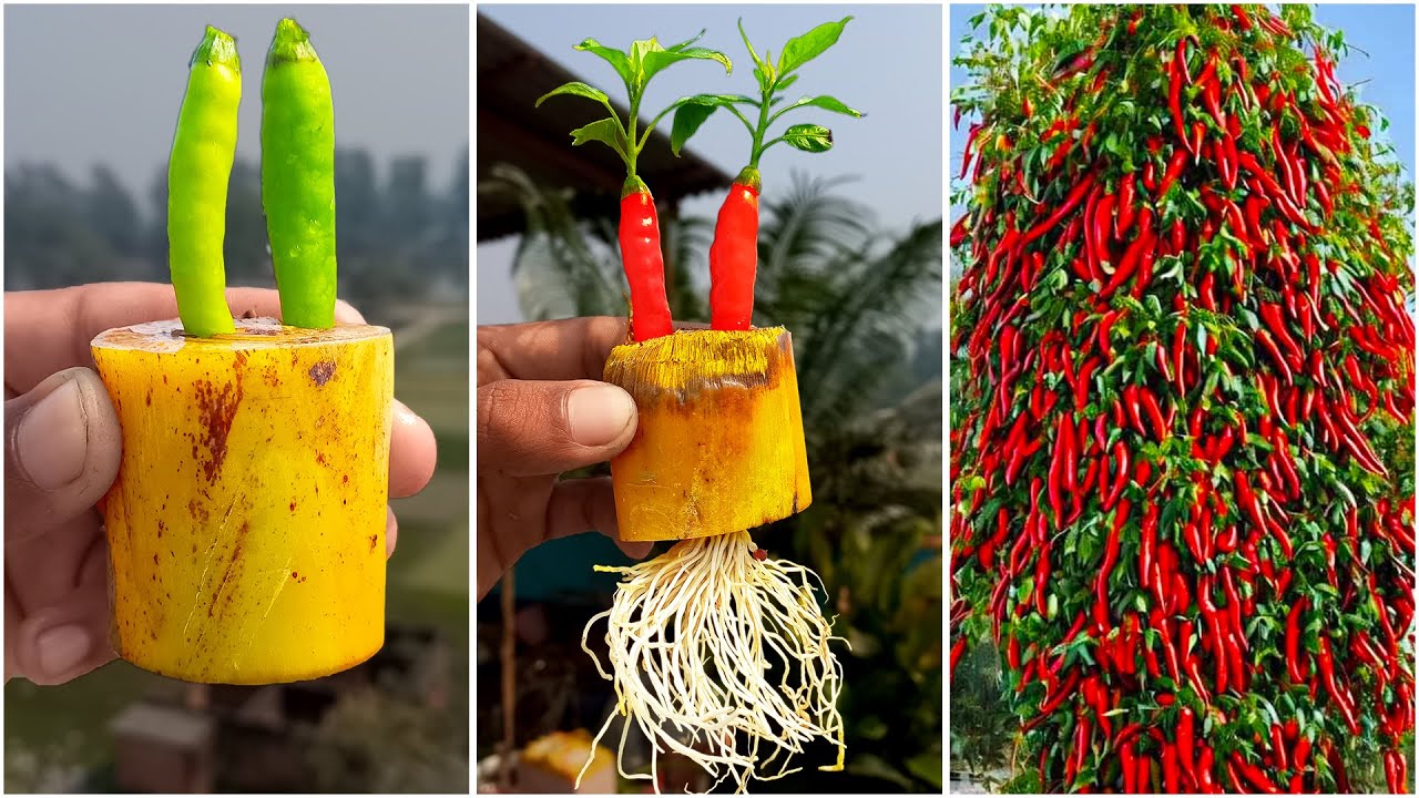 How to grow chili plant at home from chilis || Best & easy method for planting
