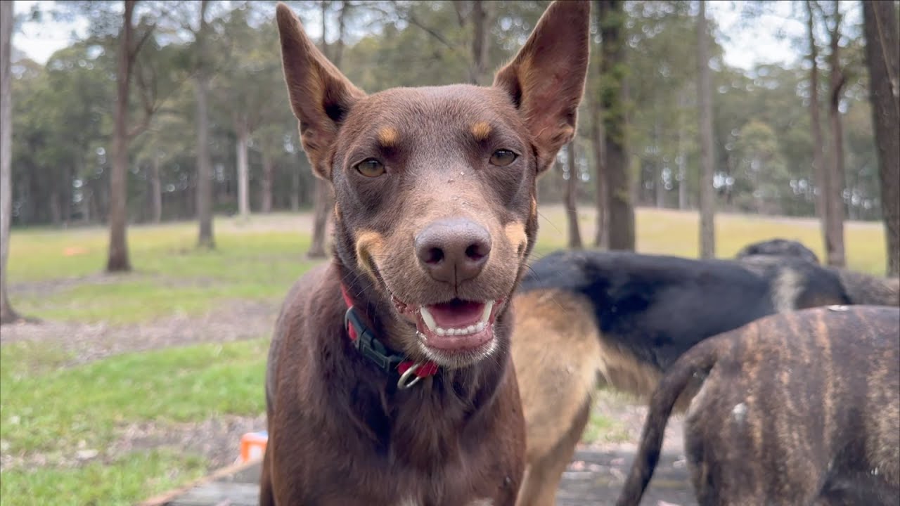 Hi, I'm Joey. Im a 3 year old Kelpie!