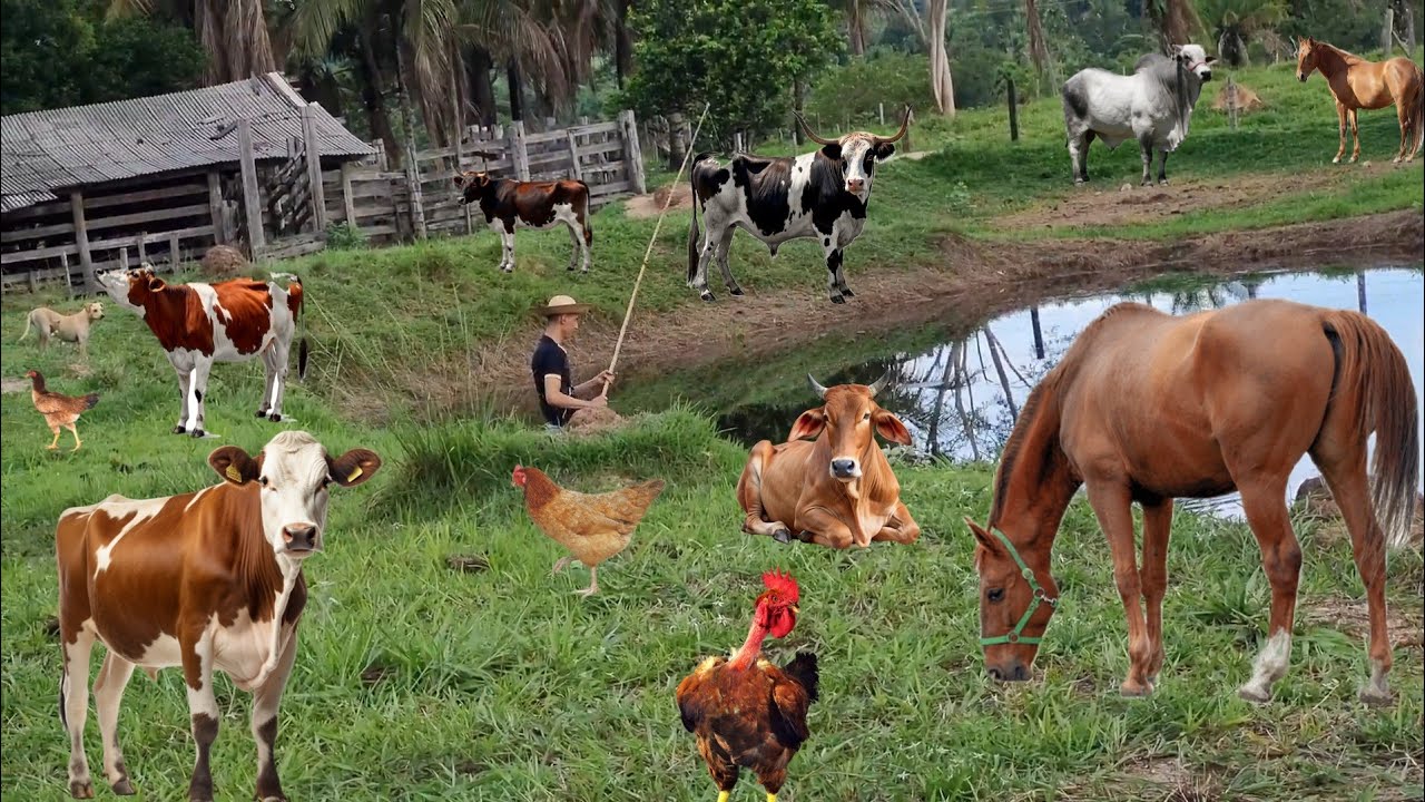 Este sítio é um paraíso, tem de tudo
