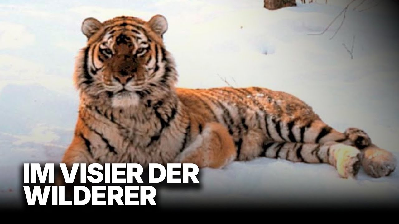 Einsatz für den Amur Tiger | Wächter des sibirischen Waldes