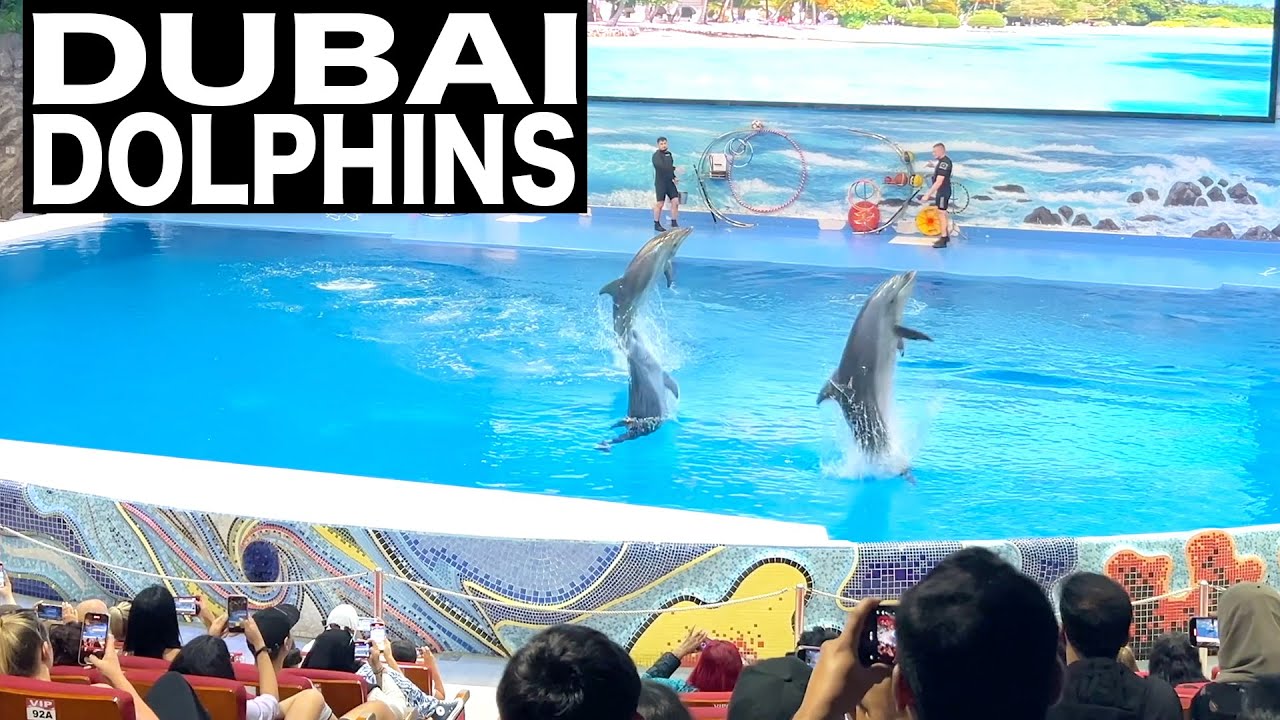 Dubai Dolphin Show | 4K | Dubai Dolphinarium Show