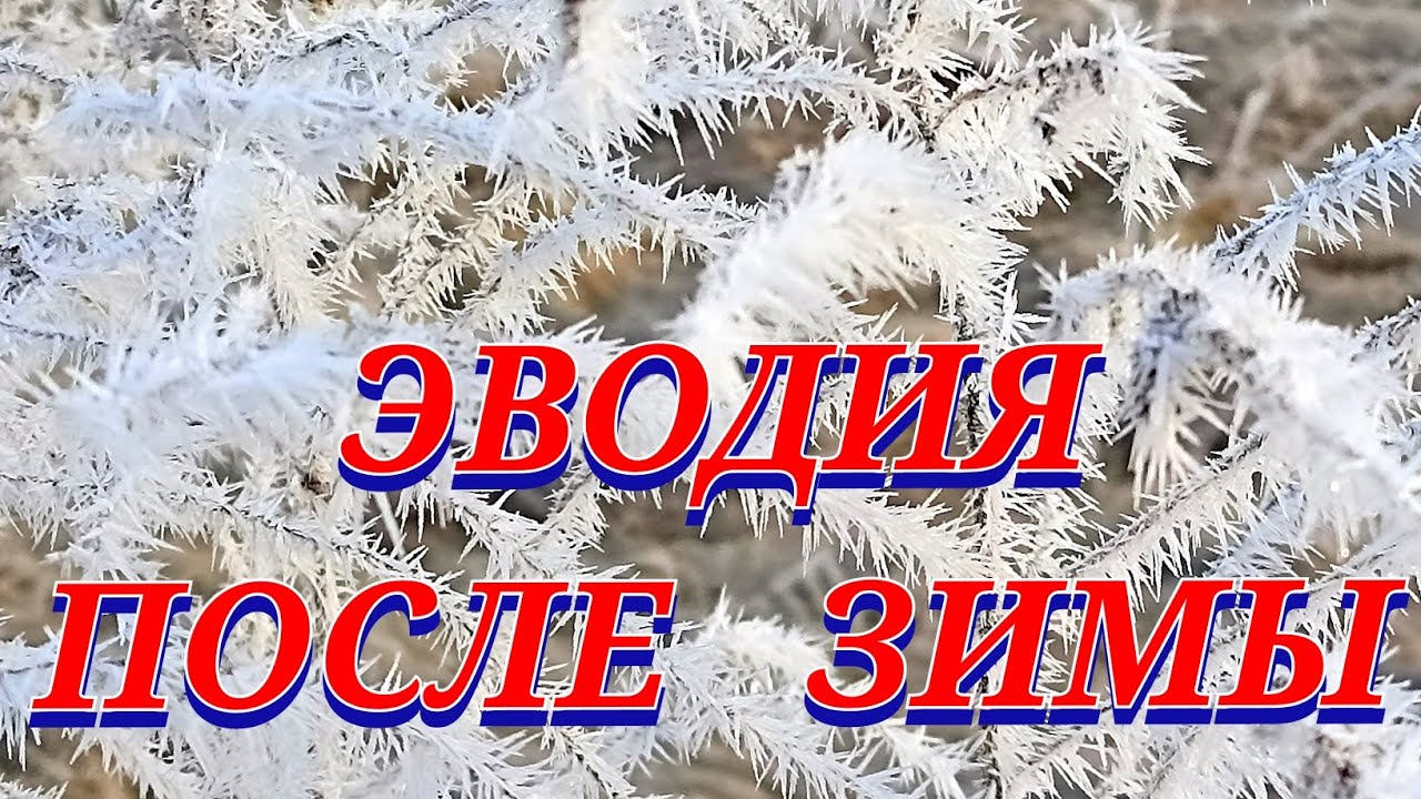 Эводия Даниэля и миндаль из орешка после зимних морозов. Обзор март 2023год.(Bee Tree)