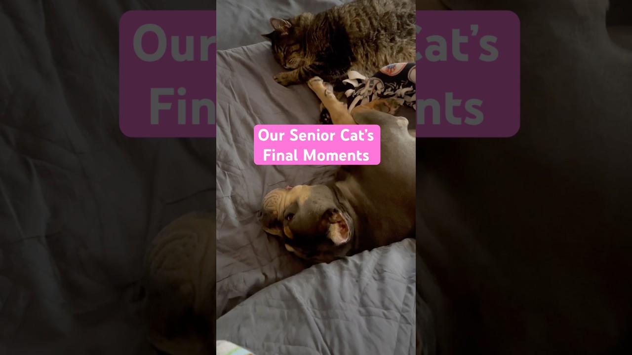 Our Senior Cat&rsquo;s Final Moments #cats #catloss #grief #catsanddogs #catparents #seniorcats