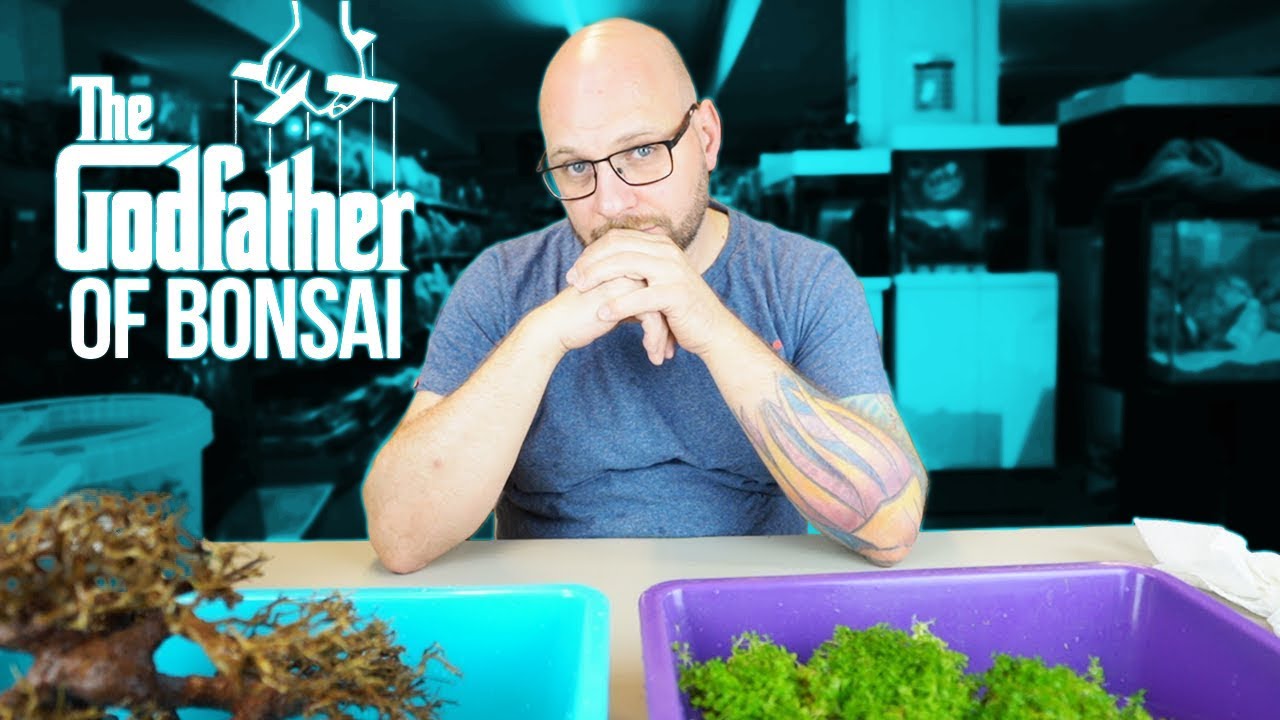 TOMIG bepflanzt einen BONSAI