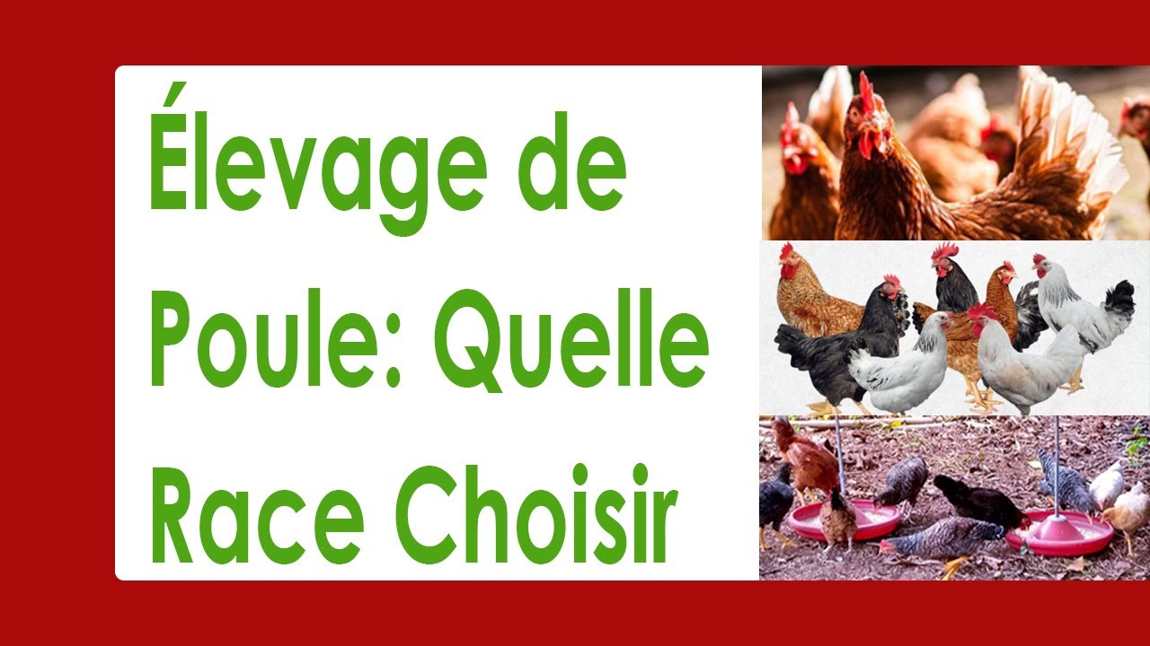 Le Choix Crucial de la Race de Poule