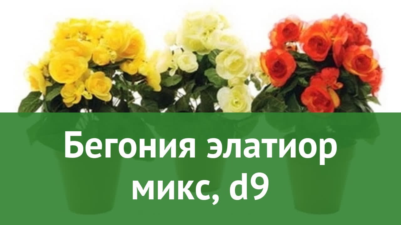 Бегония элатиор микс, d9 обзор ЦКР0202 бренд производитель