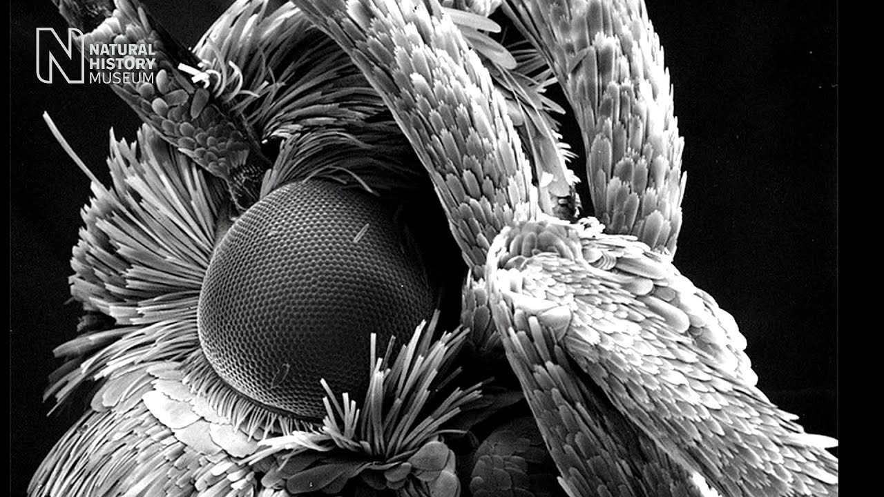 Pictures worth a thousand words - art, nature and imaging | Natural History Museum