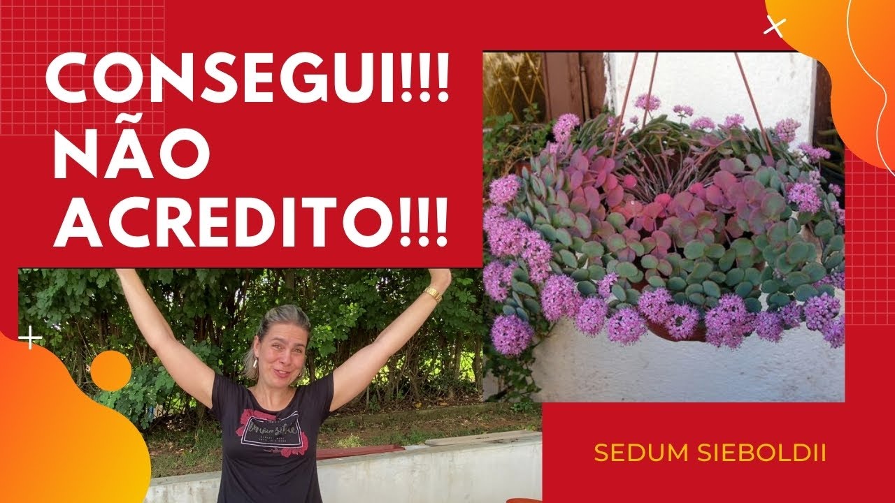 NOVIDADE: Suculenta PENDENTE dos SONHOS Pendente - Sedum Siebold/Grazi Bittencourt