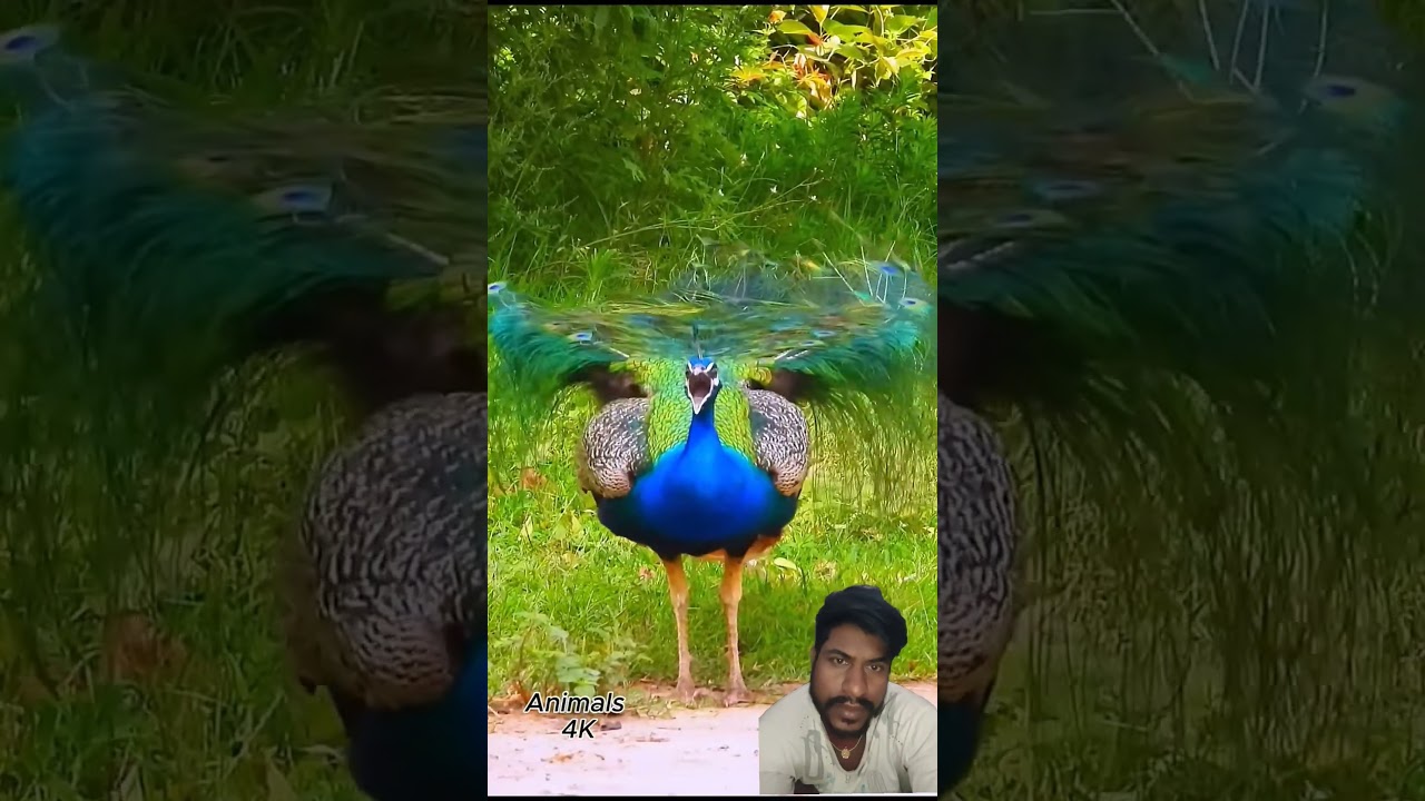 peacock sound 