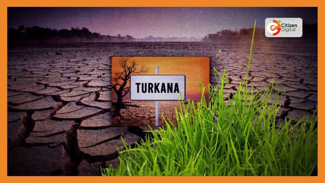 | TURKANA'S GRASS OF HOPE | Agro-pastoralists now growing animal fodder