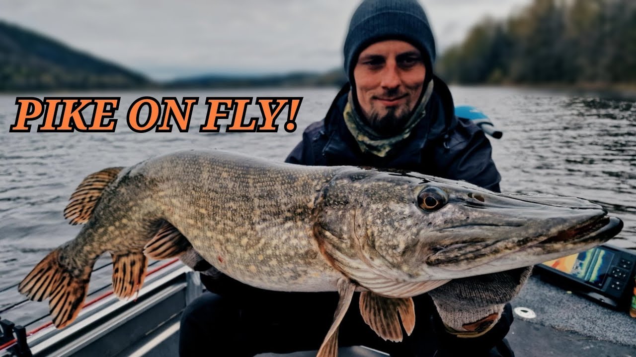 Pike on fly! 💥 | Gjeddemesteren 2025