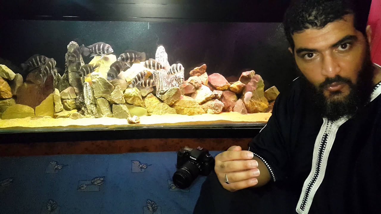 Rida annaba et poisson frontosa