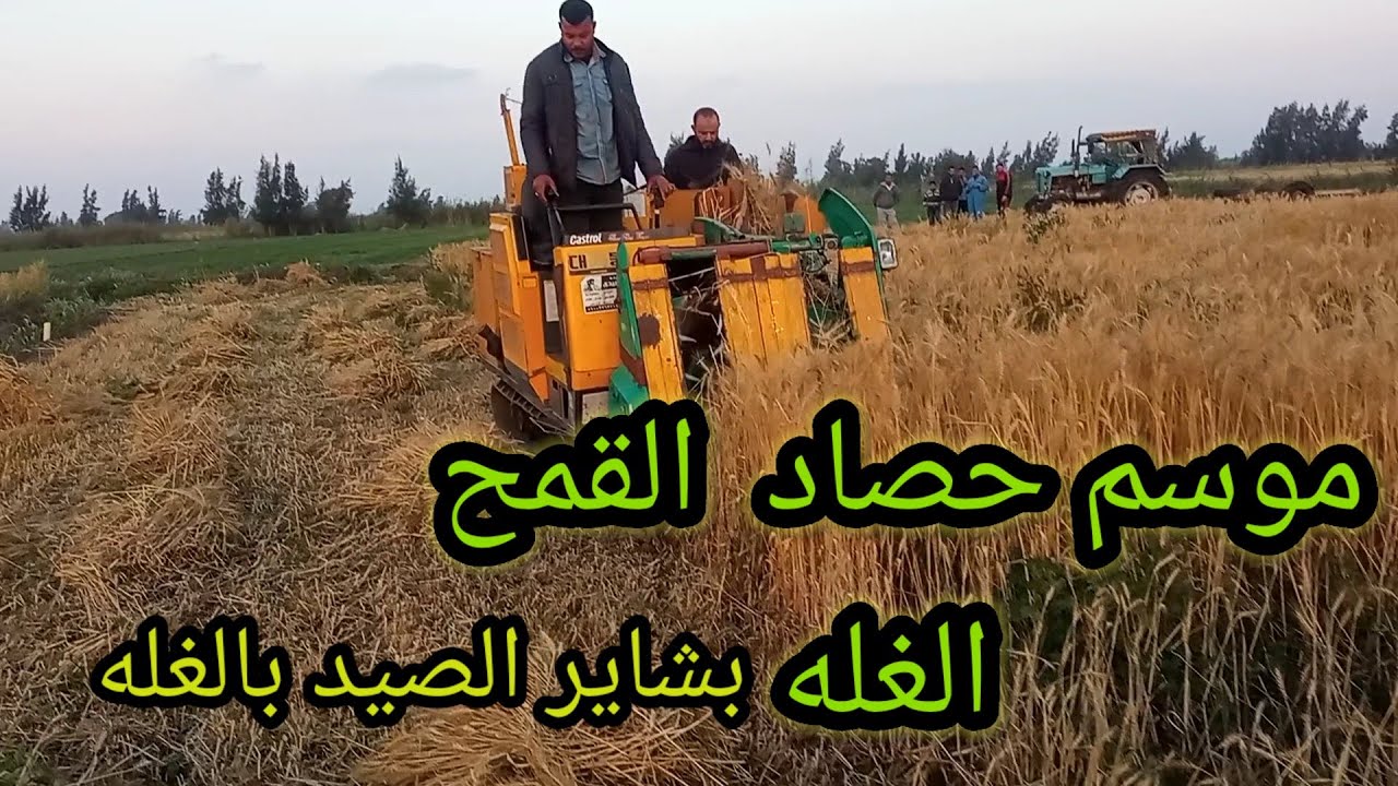 كومباين ضم غله او قمح بالتربيط للبيع