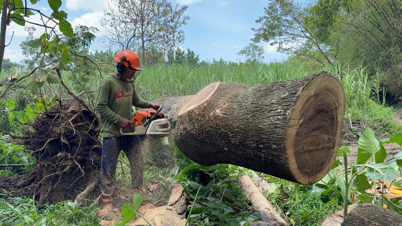 Non-Stop Action! Felling 3 Massive Trees Back-to-Back!