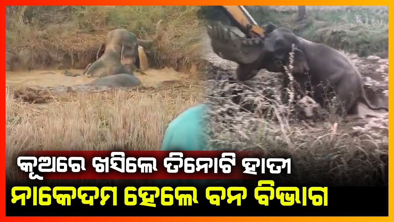 କୂଅରେ ଖସିଲେ ତିନୋଟି ହାତୀ,ନାକେଦମ ହେଲା ବନ ବିଭାଗ || KONARK NEWS