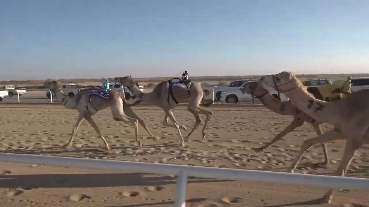 ش7 بكار لقايا 1447/09/11هـ - 2026/02/28م (دهامه) دخيل الله كليب زيد الوعيلي القرشي