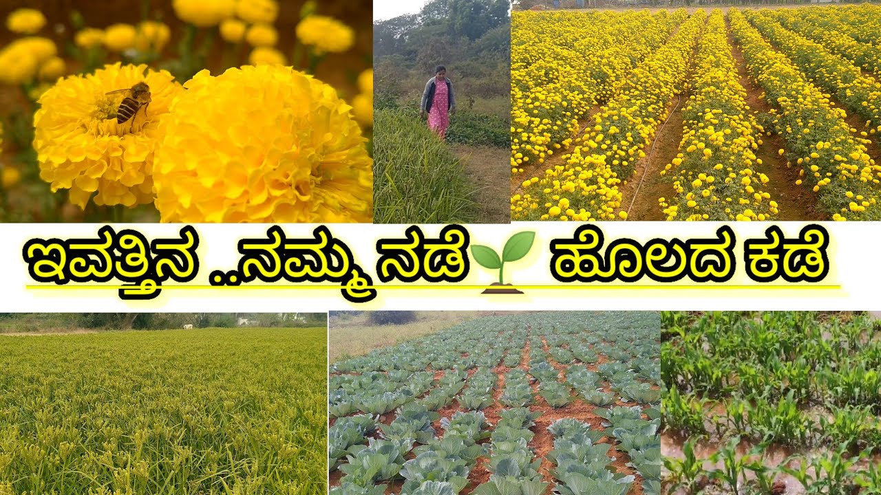 Today vlog in agriculture field