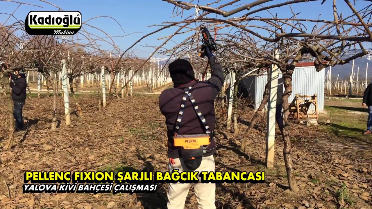 Pellenc Bağcık Tabancası İle Kivi Bahçesinde Çalışma🥝
