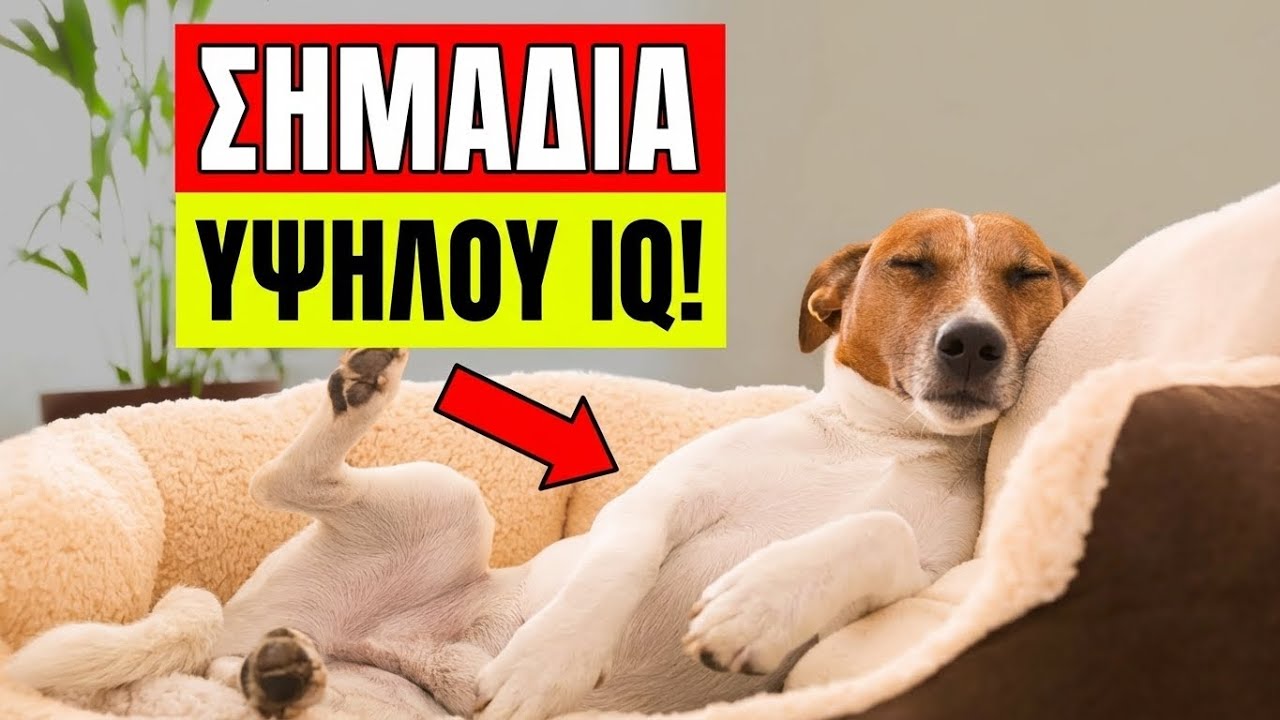 Είναι ο Σκύλος Σου Μια Ιδιοφυΐα? Αυτά τα 11 Σημάδια Λένε Ναι