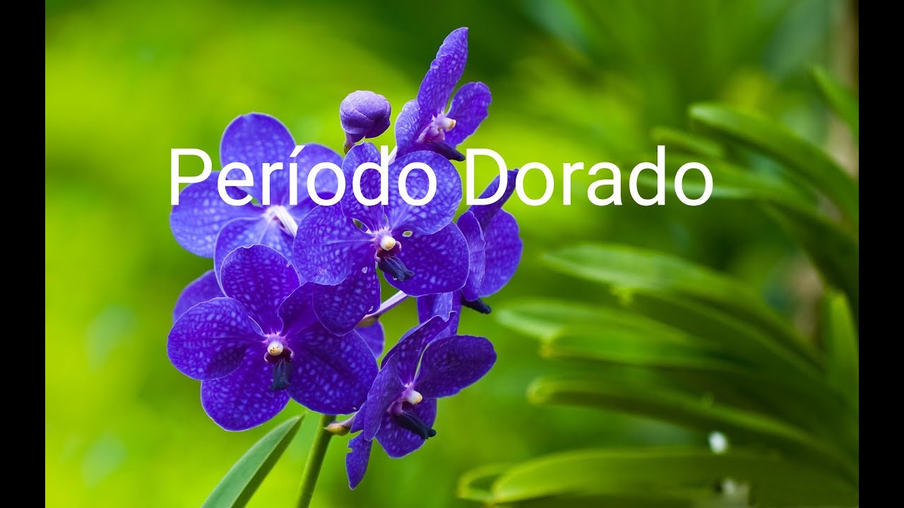LOVE BOMBING . EL INICIO DEL CICLO DEL ABUSO. #narcisismo #narcisista #psicópata #sociópata
