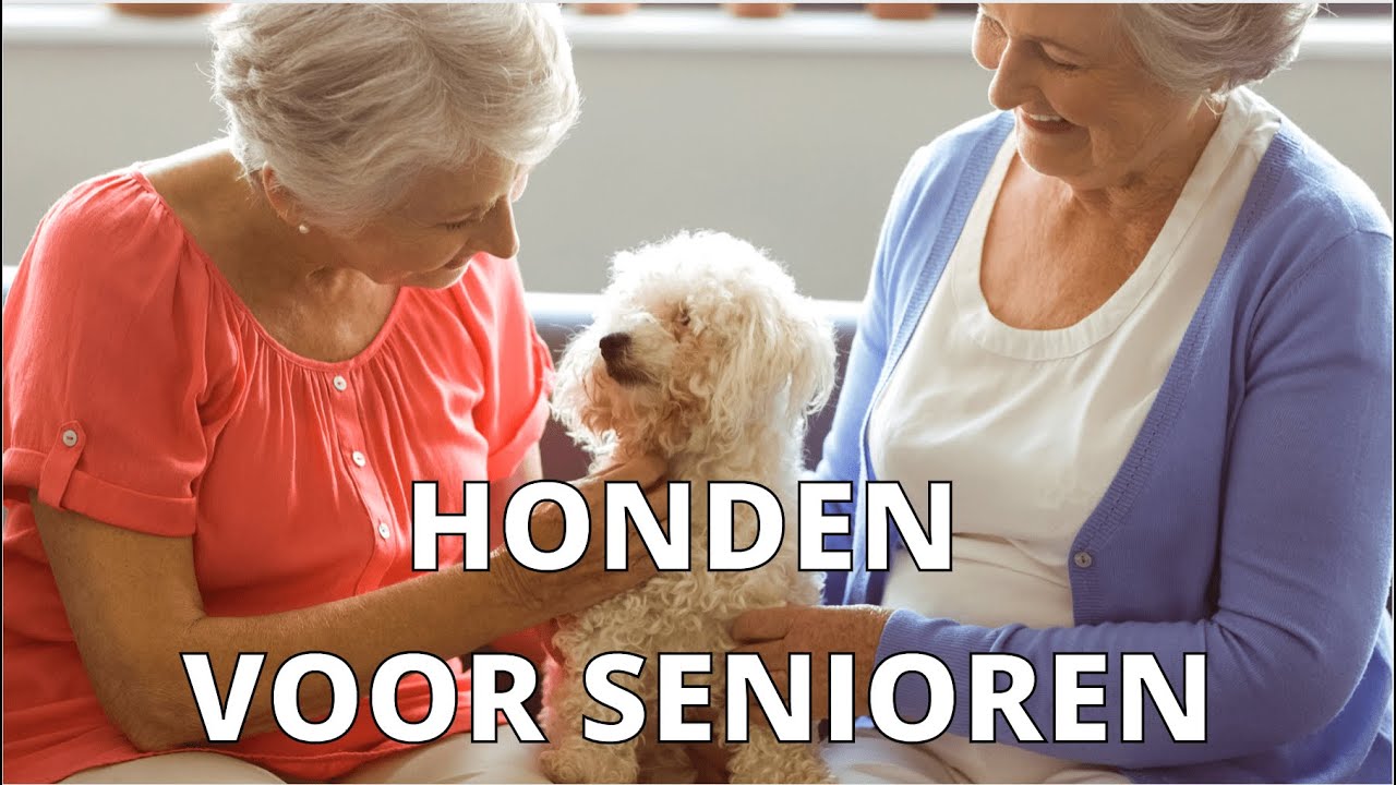 DE 10 BESTE HONDENRASSEN VOOR SENIOREN