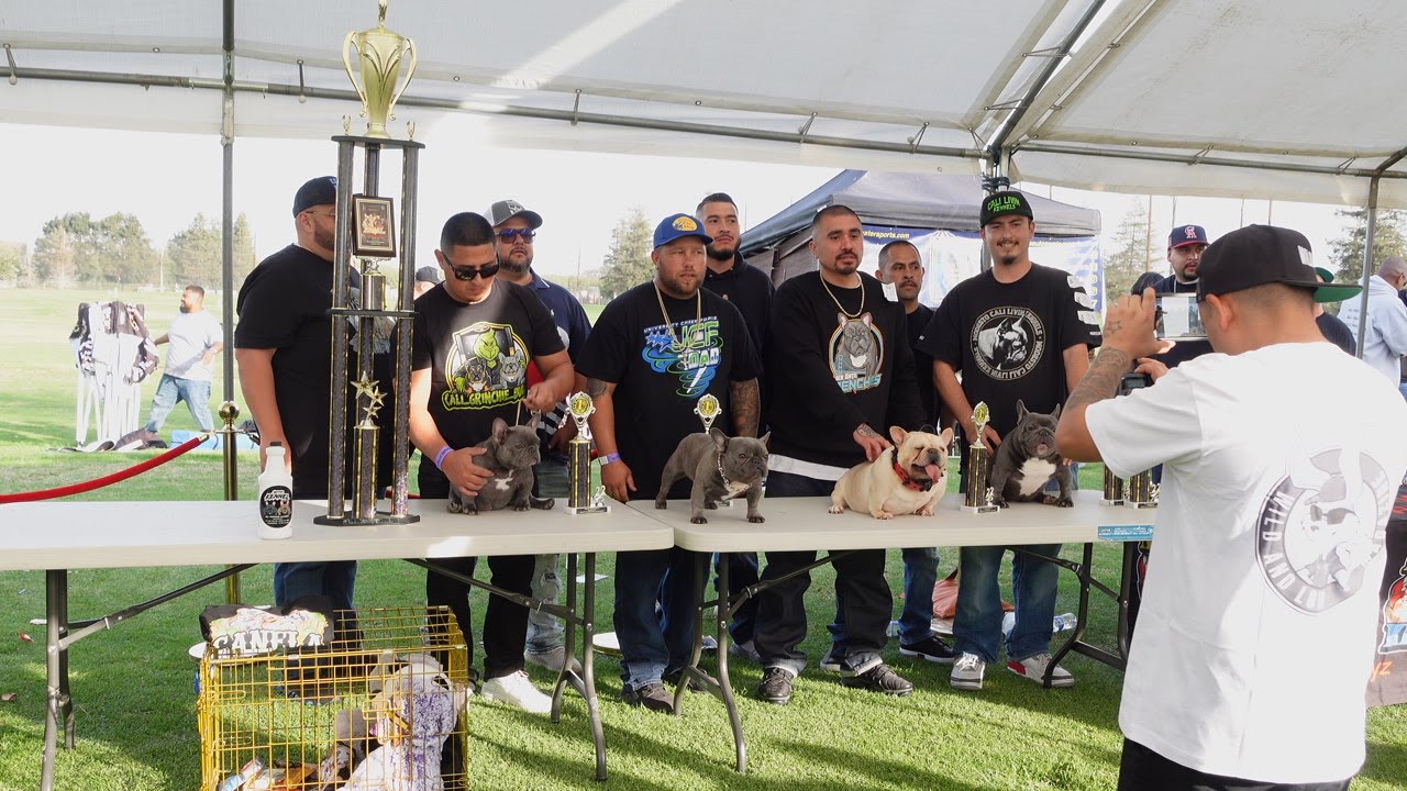 ||Valley ShowDown 4|| Modesto,CALIFORNIA Dog Show!! Frenchies,Micros,bullys,Ebs & More! 