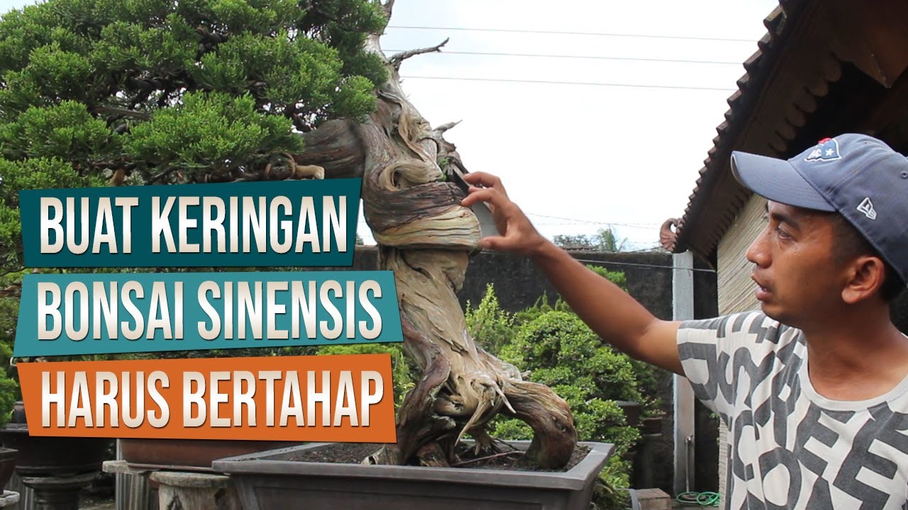 Sinensis Nggak Bisa Pres Atas-Bawah: Diskusi Bonsai Bersama Mas Febri dan Sleman Juniper Family SJF
