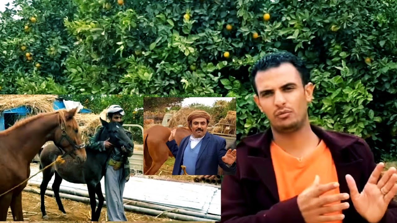 زيارة لمزارع البرتقال و الخيول في مأرب مع الفنان عامر الرجوي و عمر المقرمي اليمن