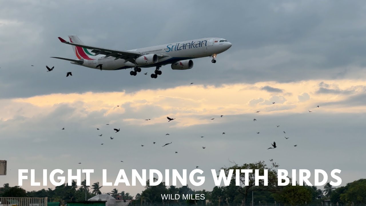 Dangerous flight landing with flock of birds | Wild Miles