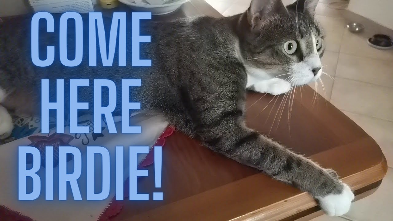 Cat Reacts to Birdies! | The Apartment Cat