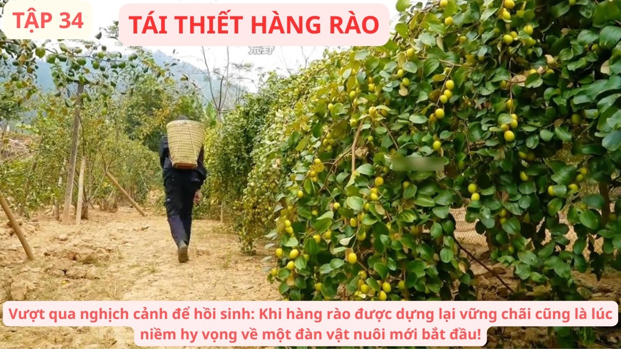 Sinh Tồn Việt Nam T34: Sửa Sang H&agrave;ng R&agrave;o Đ&aacute; & Kế Hoạch T&aacute;i Đ&agrave;n Lợn Con Sau Biến Cố