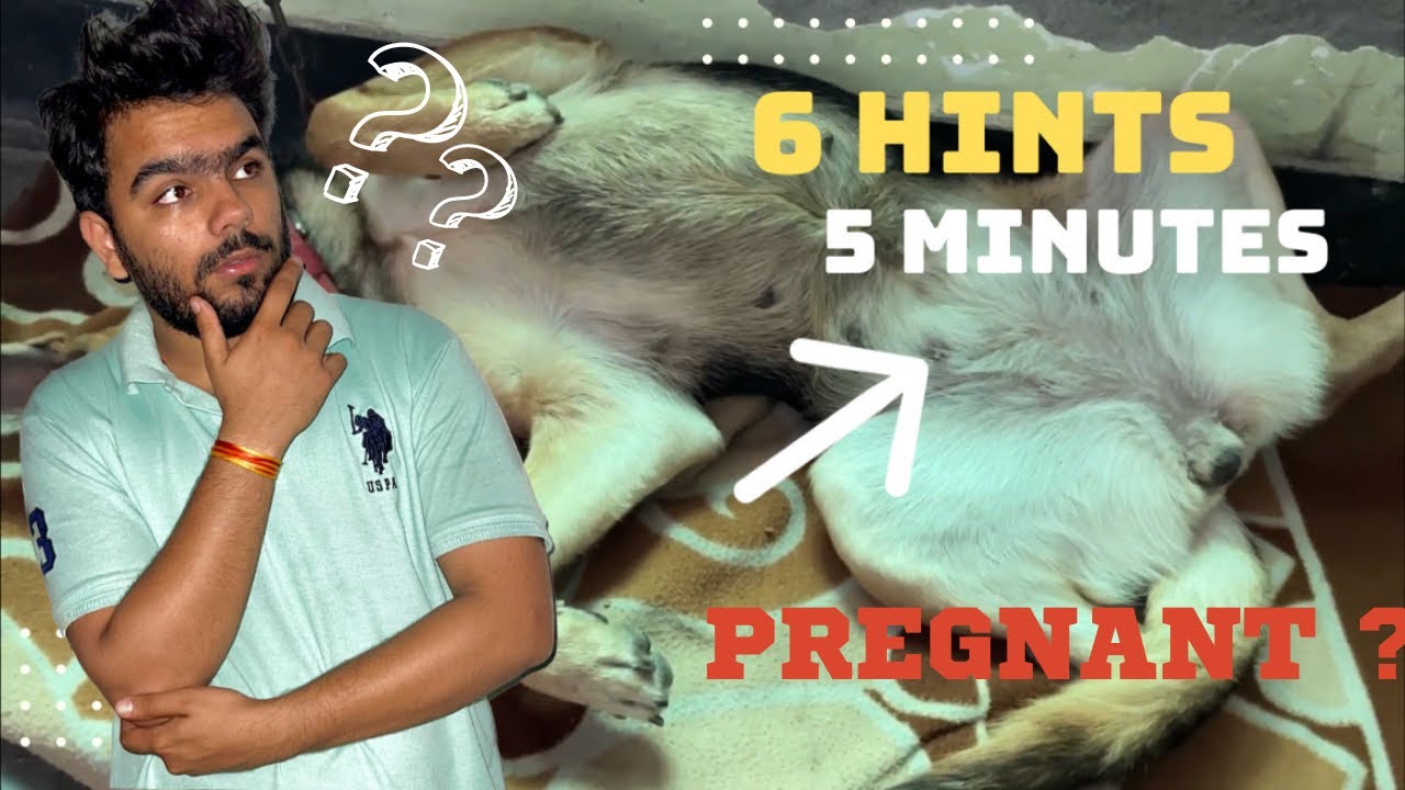 35 Days Pregnancy Symptom||Pregnancy Ke Shuruwaati Symptoms||35 दिन में चेक करे कुतिया की प्रेगनेंसी