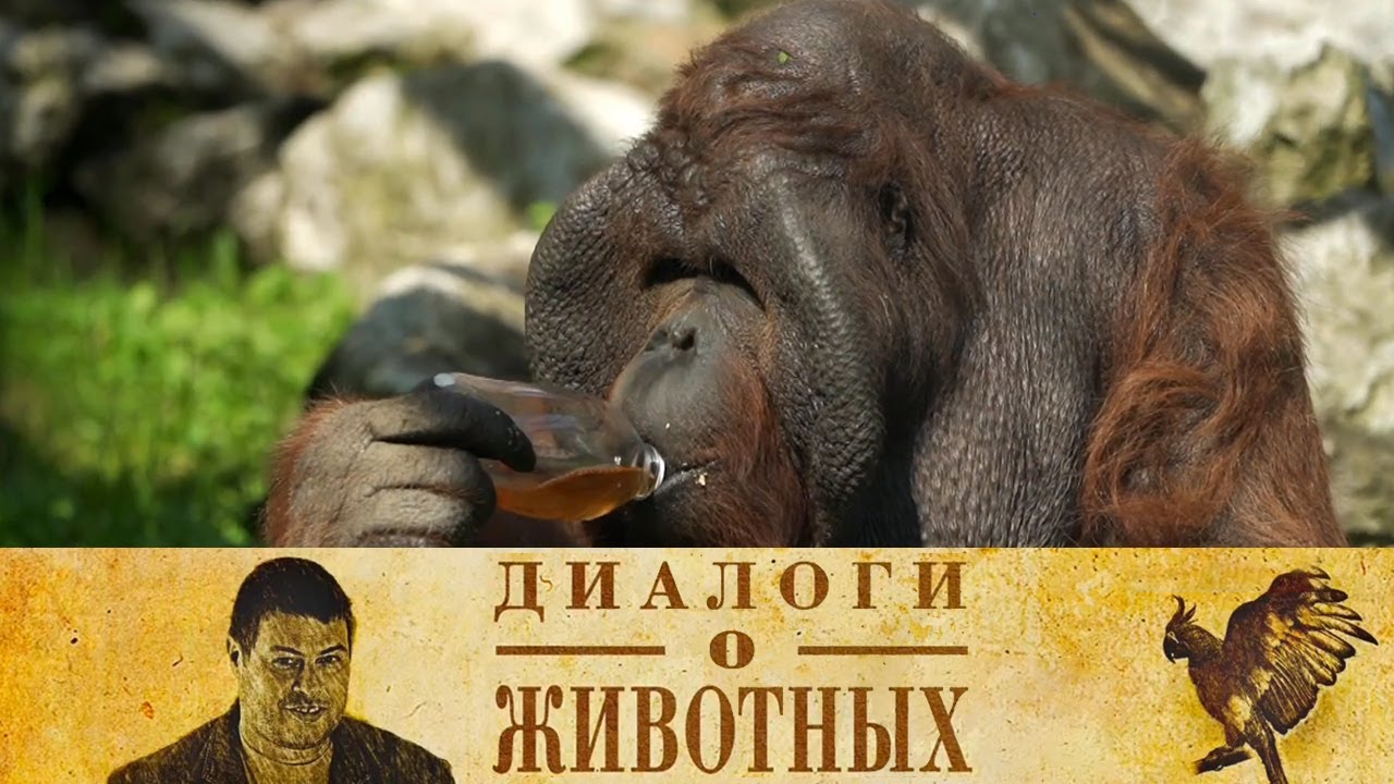 Новосибирский зоопарк. 4-я серия // Диалоги о животных  @SMOTRIM_KULTURA