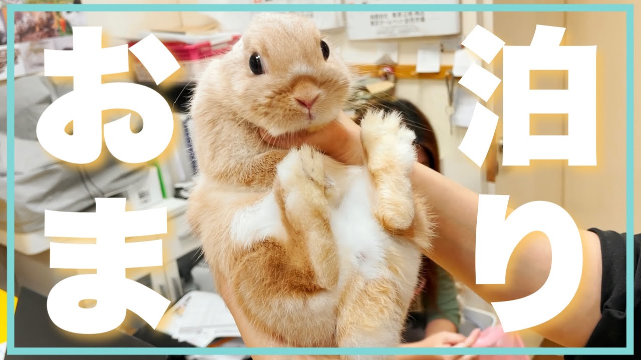 4泊5日のペットホテル生活！うさぎさんはどんな様子で過ごしていたのでしょう【# 103】