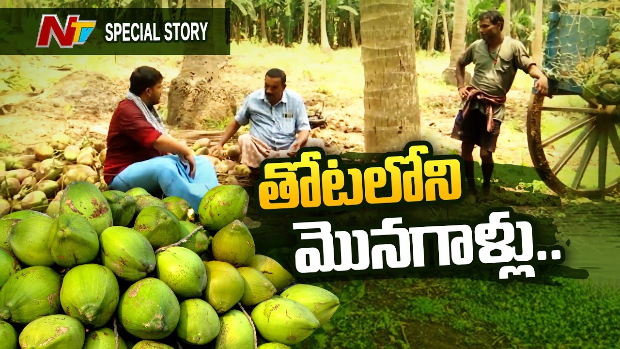 కోనసీమలో కొబ్బరి రైతుల జీవితాలు: Konaseema Coconut Farmers Struggles | Idi Jeevitham | Ntv