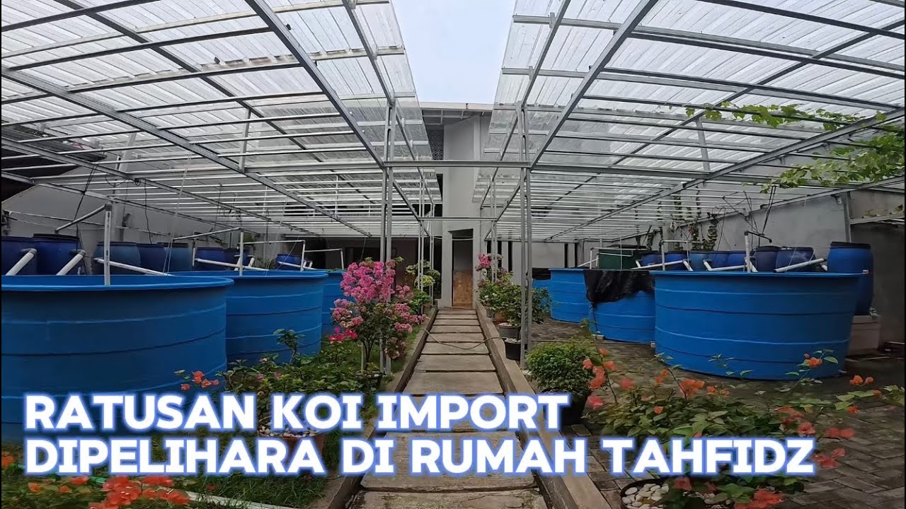Pembesaran Koi Import Di Bak Fiber
