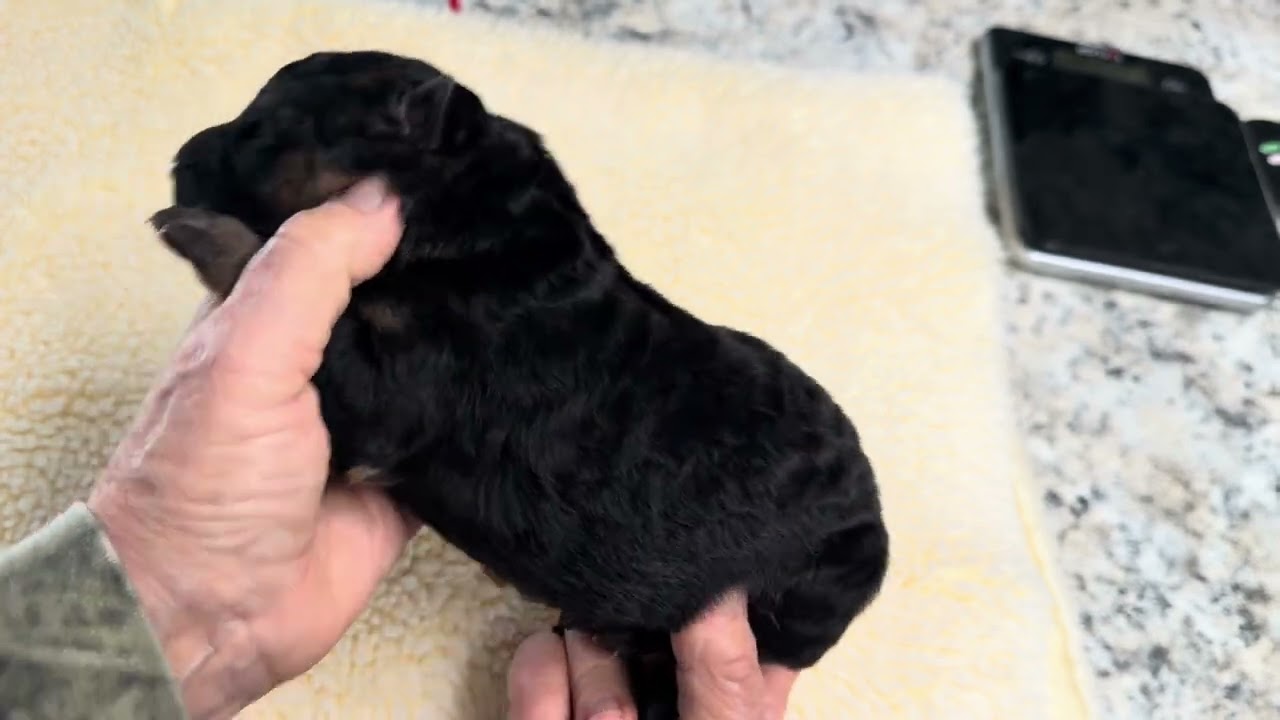 Zara x Adolf Male #4 Day 4 @VomHundhaus 
