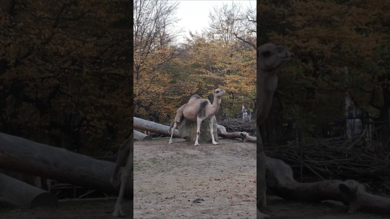 Is the camel scratching himself or just working out ? 🐪😅 #shorts #camel