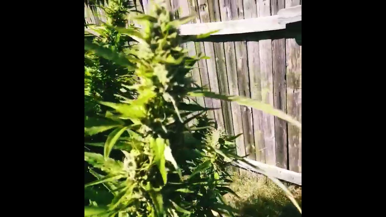 Double OG Sour🔥🔥🔥