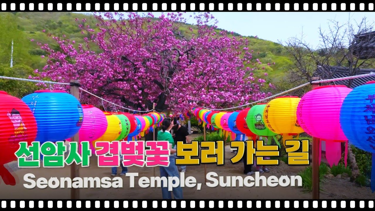 [전남 순천] 선암사 겹벚꽃 보러 가는 길 | 2025년 4월