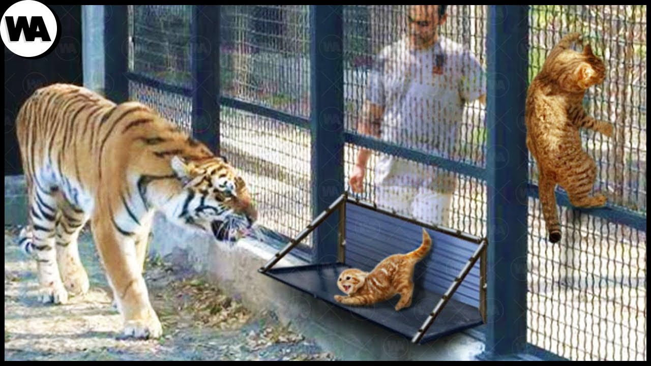 The Worst Zoo I've Ever Seen